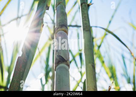 detailed view of a sugar cane stalk in the process of ripening, for the ...