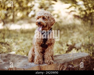 Cavapoo dog wearing black harness sitting steady with tongue out, looking to right. Female dog with curly fur sitting on the stomp in the woods. Stock Photo