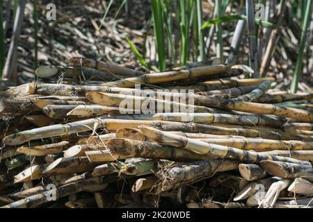 Saccharum officinarum or sugar cane, freshly cut in a heap lying on the ground ready to be moved to the sugar mill to be processed as panela or sugar. Stock Photo