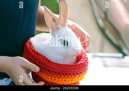 little white rabbit or bunny sitting in a small craft basket Stock Photo