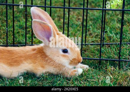 little brown rabbit or bunny in lying on a green grass Stock Photo