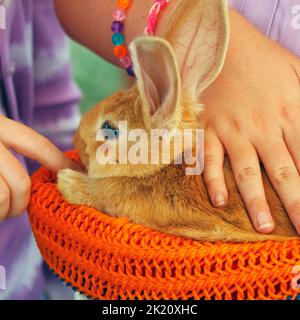 little brown rabbit or bunny sitting in a small basket and holding by a person Stock Photo