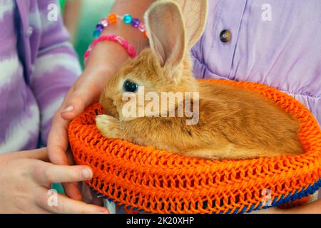 little brown rabbit or bunny sitting in a small basket and holding by a person Stock Photo