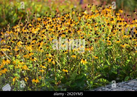 A slot containing the Common Coneflower Stock Photo