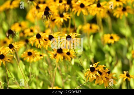 A slot containing the Common Coneflower Stock Photo