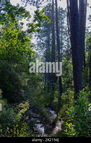A small stream flows through the woods in Northwest Florida. Stock Photo