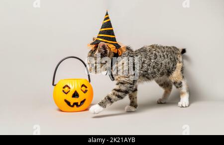 Tabby cat dressed up for halloween wearing a witch hat and playing with a pumpkin isolated on a gray background Stock Photo