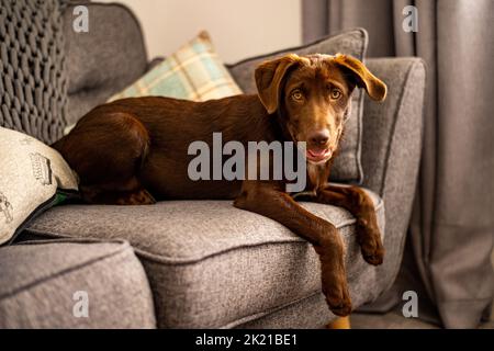A closeup shot of a Labrador Retriever dog sitting on a gray couch indoors Stock Photo