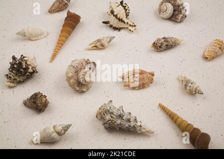 Assorted seashells on sand colored background. Stock Photo