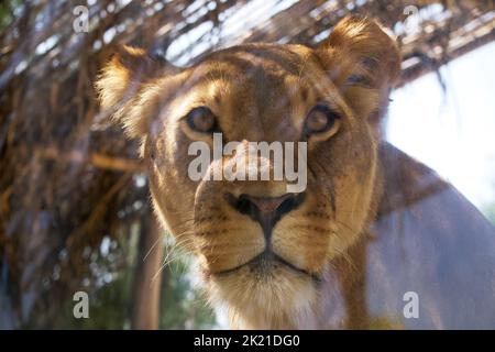 A lioness looks attentively at the camera through the glass Stock Photo