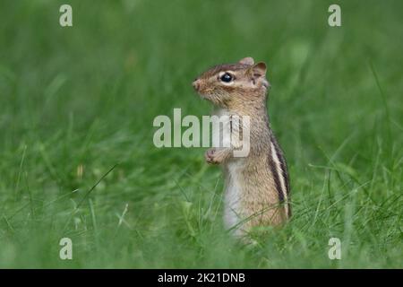 Little eastern chipmunk Tamias striatus foraging in the grass and storing food in cheek pouches to store away for winter Stock Photo