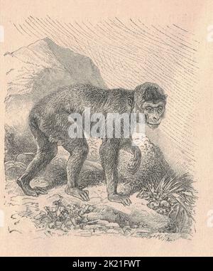 Antique engraved illustration of a guenon monkey. Vintage illustration of a guenon monkey. Antique engraved picture of a guenon monkey. Stock Photo