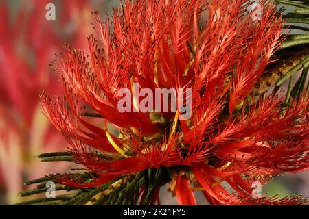 One-sided Bottlebrush (Calothamnus quadrifidus) showing red flowers arranged in the inflorescence Stock Photo