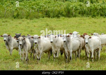 Cattle. Herd of Nelore cattle in the Northeast Region of Brazil. Livestock. Stock Photo