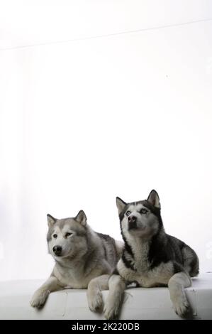 MAYA, MAX, EIGHT BELOW, 2006 Stock Photo