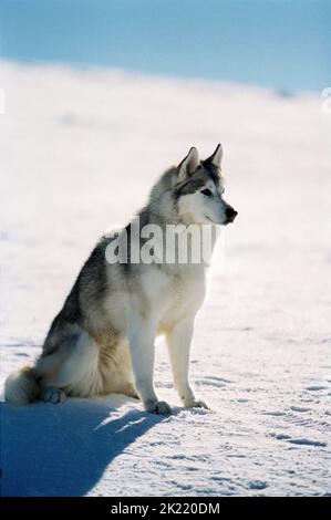 MAYA, EIGHT BELOW, 2006 Stock Photo