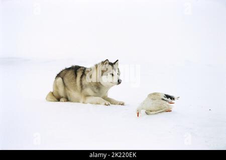 MAYA, EIGHT BELOW, 2006 Stock Photo