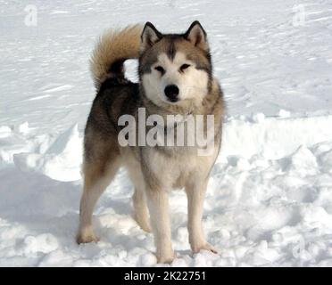 MAYA, EIGHT BELOW, 2006 Stock Photo