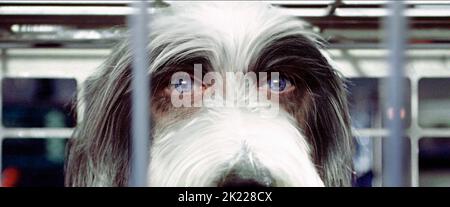 TIM ALLEN, THE SHAGGY DOG, 2006 Stock Photo