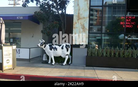 West Hollywood, California, USA 15th September 2022 A General view of atmosphere of Cow Art Sculpture on street on September 15, 2022 in West Hollywood, California, USA. Photo by Barry King/Alamy Stock Photo Stock Photo