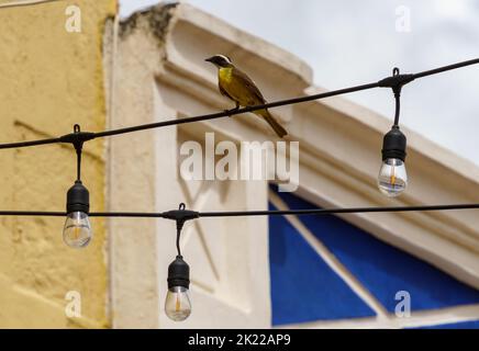 Social flycatcher perched on a string light among bulbs, with architectural details in the building behind. In Campeche, Mexico Stock Photo