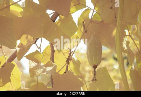 infrared image of the white ivy ground plant Stock Photo