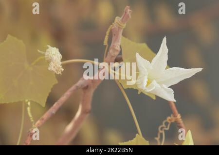 infrared image of the white ivy ground plant Stock Photo