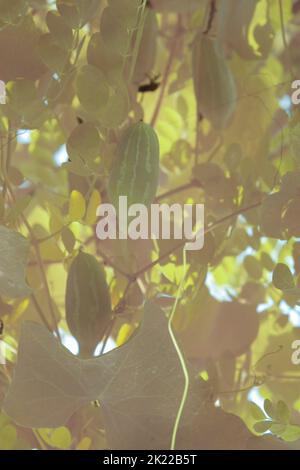 infrared image of the white ivy ground plant Stock Photo