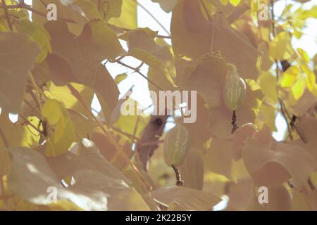 infrared image of the white ivy ground plant Stock Photo