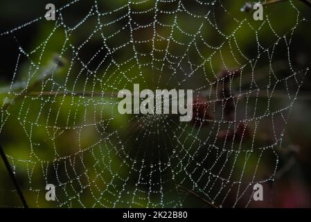 Spider web with morning dew drops on bushes. Stock Photo
