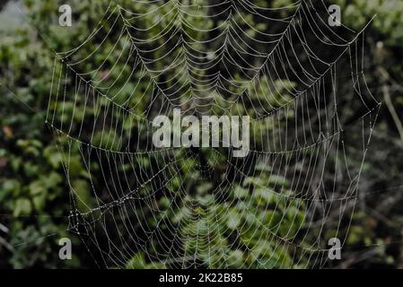Spider web with morning dew drops on bushes. Stock Photo