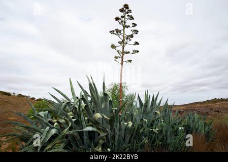 Agave Americana Plant in the Wild Stock Photo