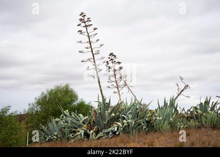 Agave Americana Plant in the Wild Stock Photo