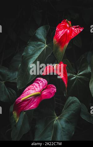 anthurium flowers, also known as tailflower, flamingo and laceleaf, waxy red and pink color flower plant on a dark moody background Stock Photo