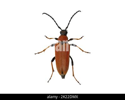 red longhorn beetle, Stictoleptura rubra, top view isolated on white background