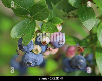 ripening blueberry berries growing on bush, Vaccinium corymbosum plant