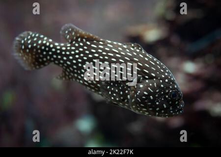 https://l450v.alamy.com/450v/2k22f7k/goldenstriped-soapfish-grammistes-sexlineatus-aka-lined-soapfish-golden-striped-bass-radio-fish-sixline-soapfish-six-lined-perch-2k22f7k.jpg