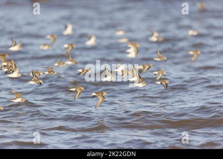 Curlew sandpiper Calidris ferruginea, juvenile and Dunlin Calidris alpina, winter plumage adults flying over North Sea, RSPB Snettisham Nature Reserve Stock Photo