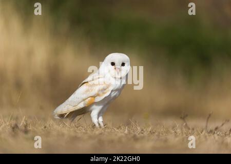 Barn owl Tyto alba, adult standing on grassland, Suffolk, England, August, controlled conditions Stock Photo