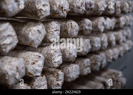 Mushroom Straw Growing in Bag, Mushrooms Farm, Organic Food, Cultivation Mushroom  Mold in Farming Stock Photo - Image of nature, healthy: 198207688