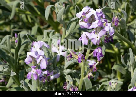 Purple sea stock flowers in a garden during spring Stock Photo