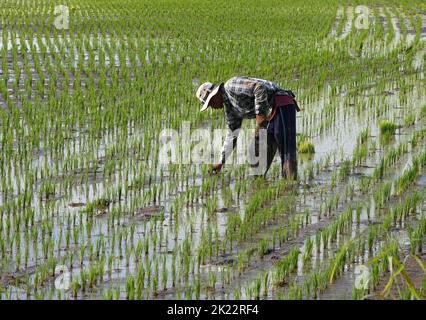 Nakhon Sawan, Thailand. 21st Sep, 2022. Voonying Nakasut, (30) plants rice sprouts on her rice field in Nakhon Sawan province, north of Bangkok. (Photo by Chaiwat Subprasom/SOPA Images/Sipa USA) Credit: Sipa USA/Alamy Live News Stock Photo