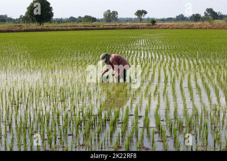 Nakhon Sawan, Thailand. 21st Sep, 2022. Wanna Aunusat, (30) plants rice sprouts on her rice field in Nakhon Sawan province, north of Bangkok. (Photo by Chaiwat Subprasom/SOPA Images/Sipa USA) Credit: Sipa USA/Alamy Live News Stock Photo