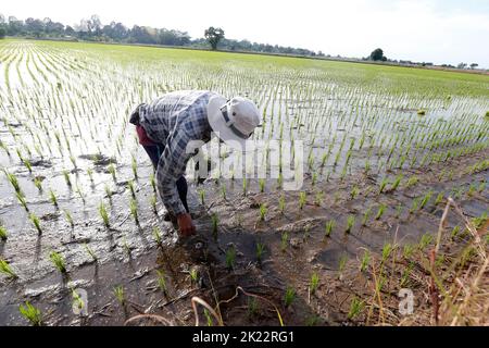 Nakhon Sawan, Thailand. 21st Sep, 2022. Voonying Nakasut, (30) plants rice sprouts on her rice field in Nakhon Sawan province, north of Bangkok. (Photo by Chaiwat Subprasom/SOPA Images/Sipa USA) Credit: Sipa USA/Alamy Live News Stock Photo