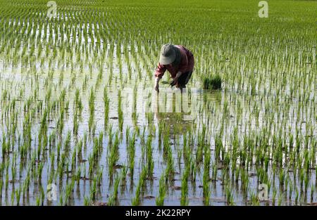 Nakhon Sawan, Thailand. 21st Sep, 2022. Wanna Aunusat, (30) plants rice sprouts on her rice field in Nakhon Sawan province, north of Bangkok. Credit: SOPA Images Limited/Alamy Live News Stock Photo