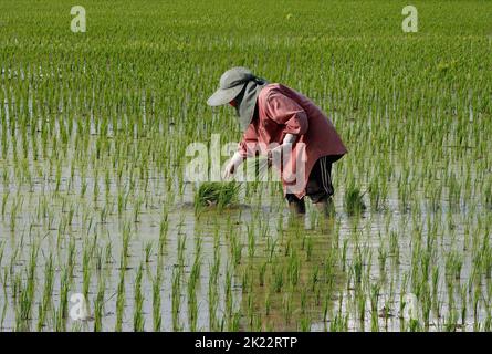 Nakhon Sawan, Thailand. 21st Sep, 2022. Wanna Aunusat, (30) plants rice sprouts on her rice field in Nakhon Sawan province, north of Bangkok. Credit: SOPA Images Limited/Alamy Live News Stock Photo