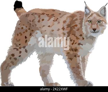 Lynx realistic icon vector illustration wild animal. Stock Vector