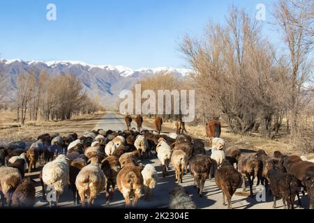 Rural view of a flock of sheeps and some horses in a road in the kyrgyz countryside, with mountains on the background covered with snow Stock Photo