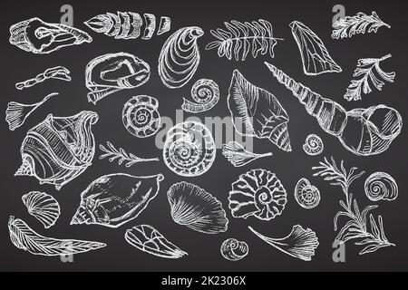 Set of chalk sketch seashells and plants on black board Hand drawn ocean shell or conch mollusk scallop Sea underwater animal fossil Nautical and Stock Vector