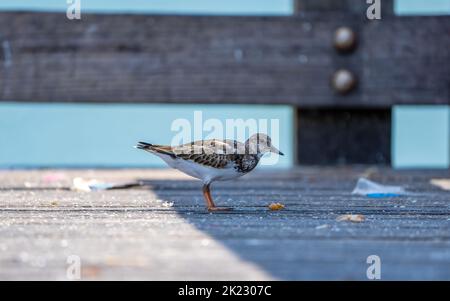 Sandpiper bird Stock Photo